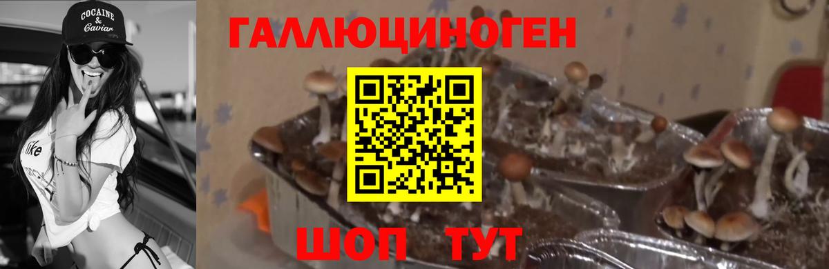 Галлюциногенные грибы Magic Shrooms  Вход с VPN  Долгопрудный  наркошоп  Галлюциногенные грибы прущие грибы 